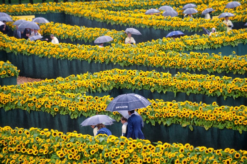 荷兰向日葵迷宫纪念梵高