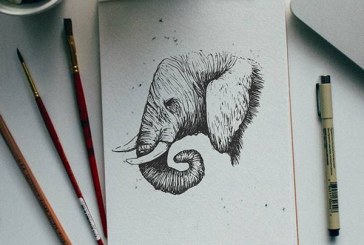 动物字母插画作品集_美国品牌设计师_Kyson Dana