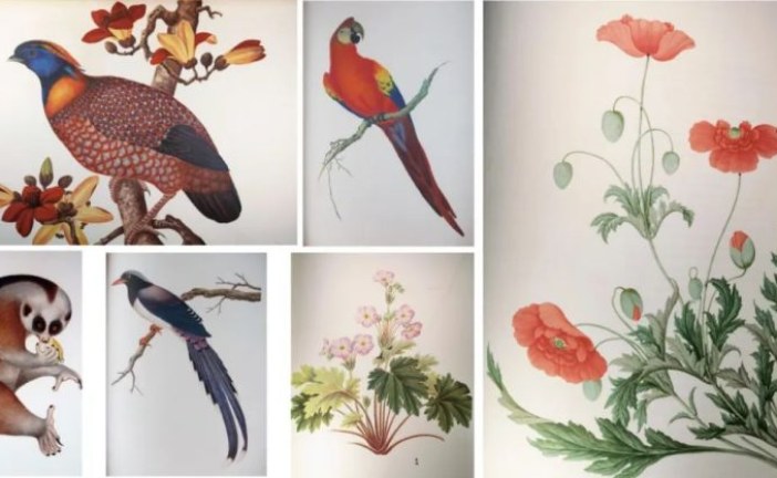 北京保利拍卖_将色彩揉进这个春天里_西方博物馆动植物版画集